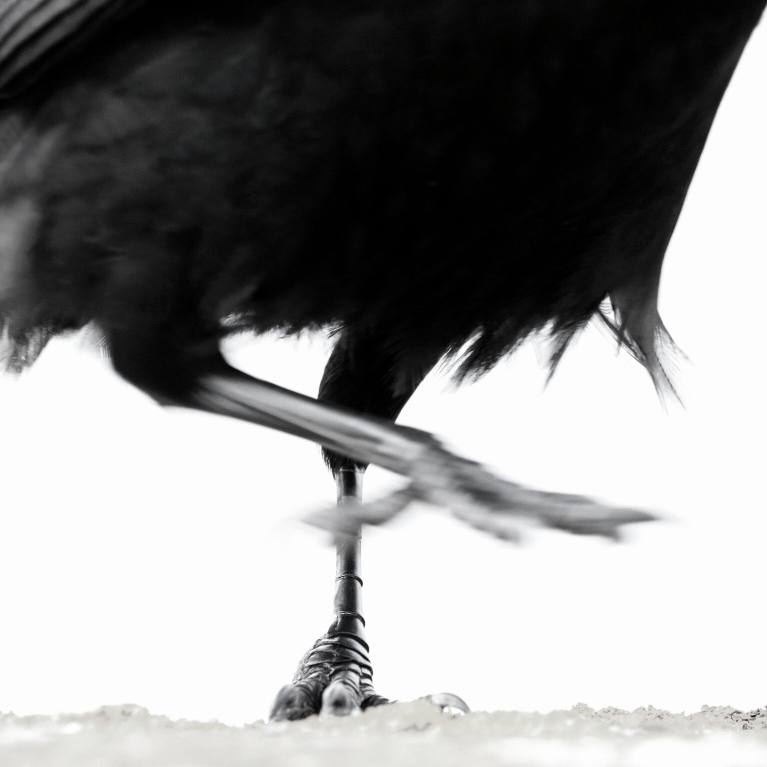 Ein Rabe in Schwerin - Jutta Schw&ouml;bel 