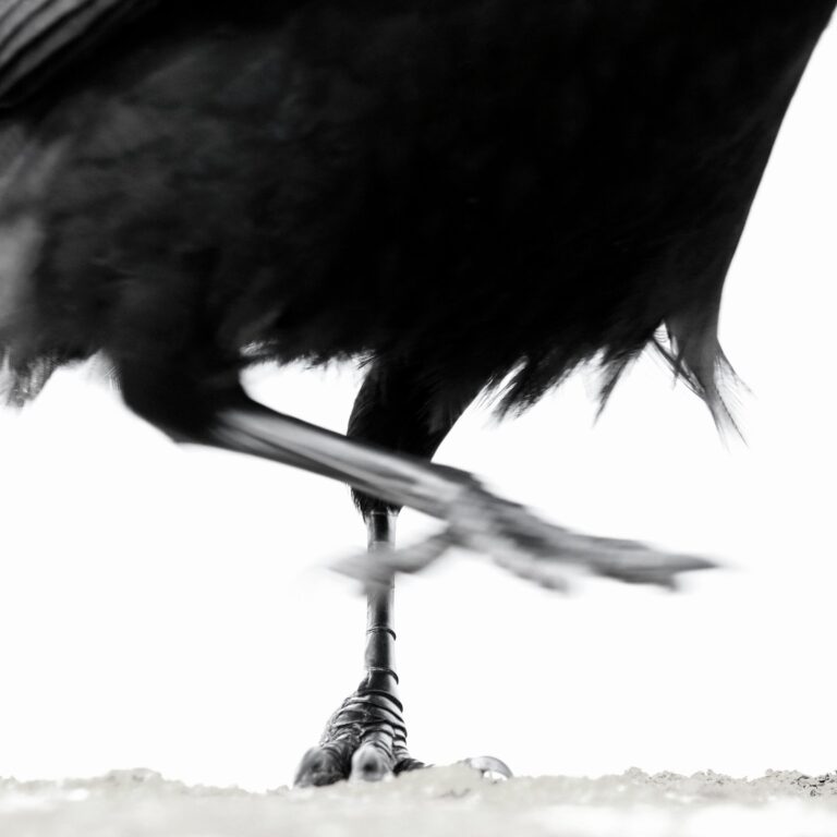 Ein Rabe in Schwerin - Jutta Schwöbel 