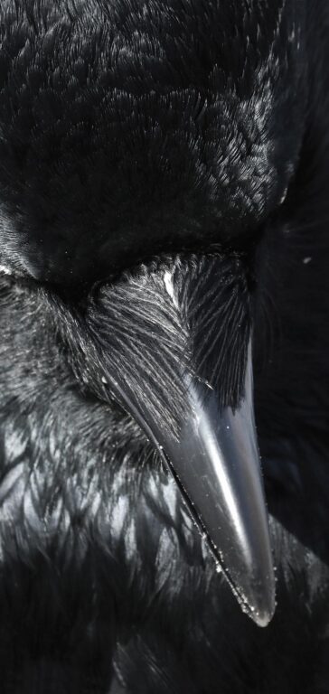 Ein Rabe in Schwerin - Jutta Schwöbel 