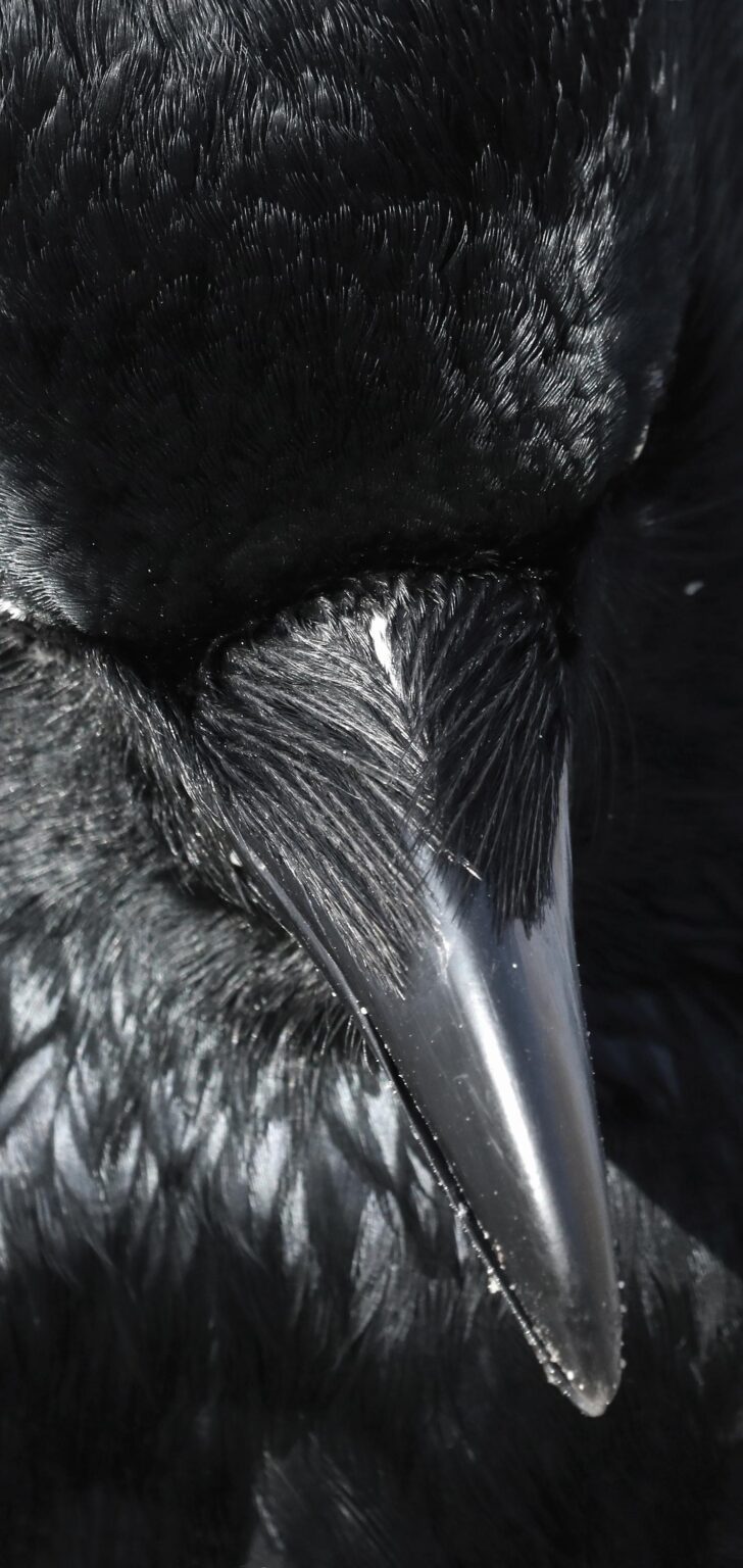 Ein Rabe in Schwerin - Jutta Schw&ouml;bel 