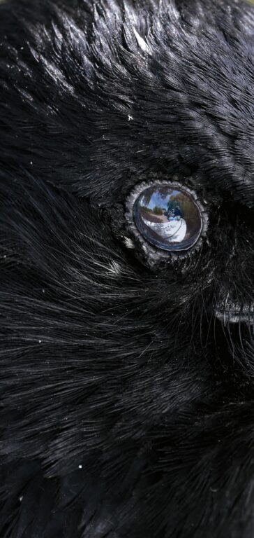 Ein Rabe in Schwerin - Jutta Schwöbel 