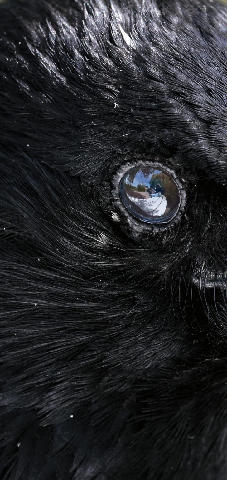 Ein Rabe in Schwerin - Jutta Schw&ouml;bel 