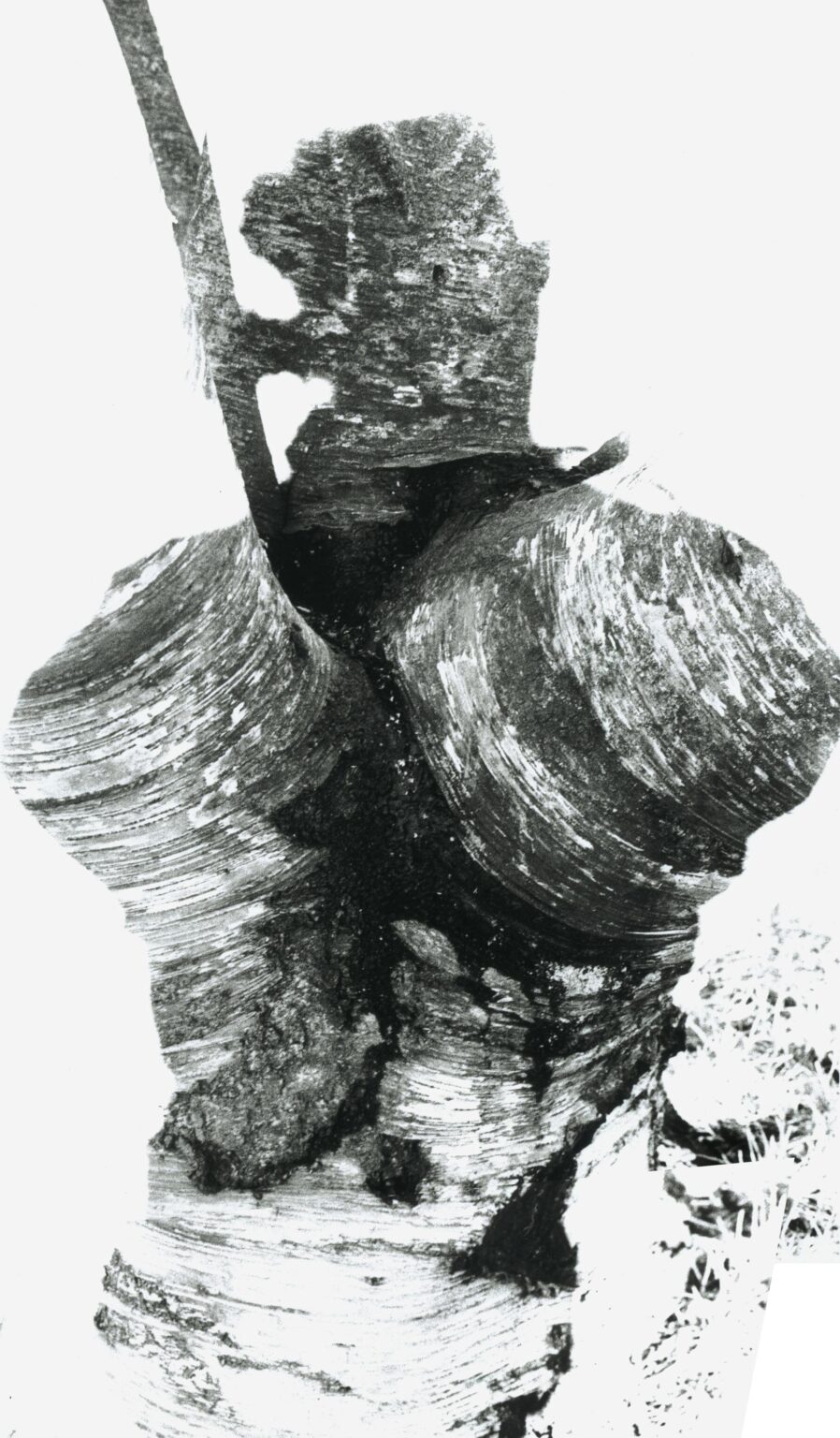 Wei&szlig;e schatten (Dryaden) - Jutta Schw&ouml;bel 