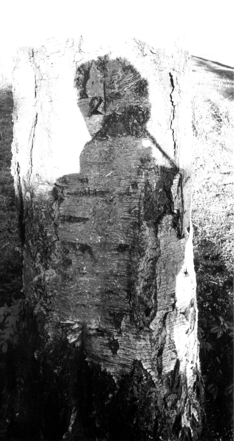 Wei&szlig;e Schatten (Dryaden) - Jutta Schw&ouml;bel 