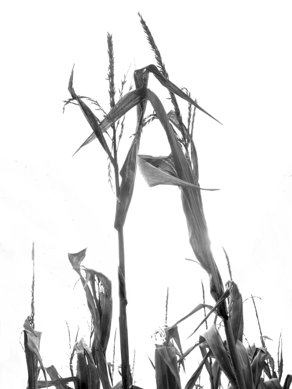 Die Kraniche von Muggerkuhl - Jutta Schw&ouml;bel 