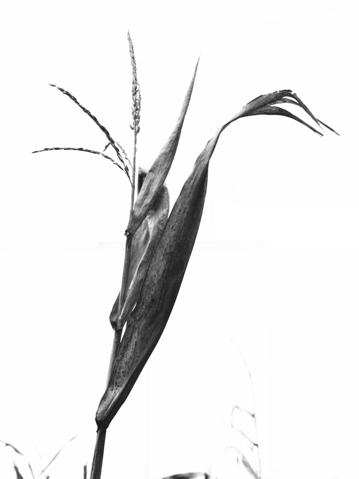 Die Kraniche von Muggerkuhl - Jutta Schw&ouml;bel 