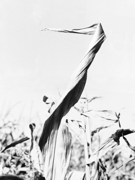 Die Kraniche von Muggerkuhl - Jutta Schwöbel 