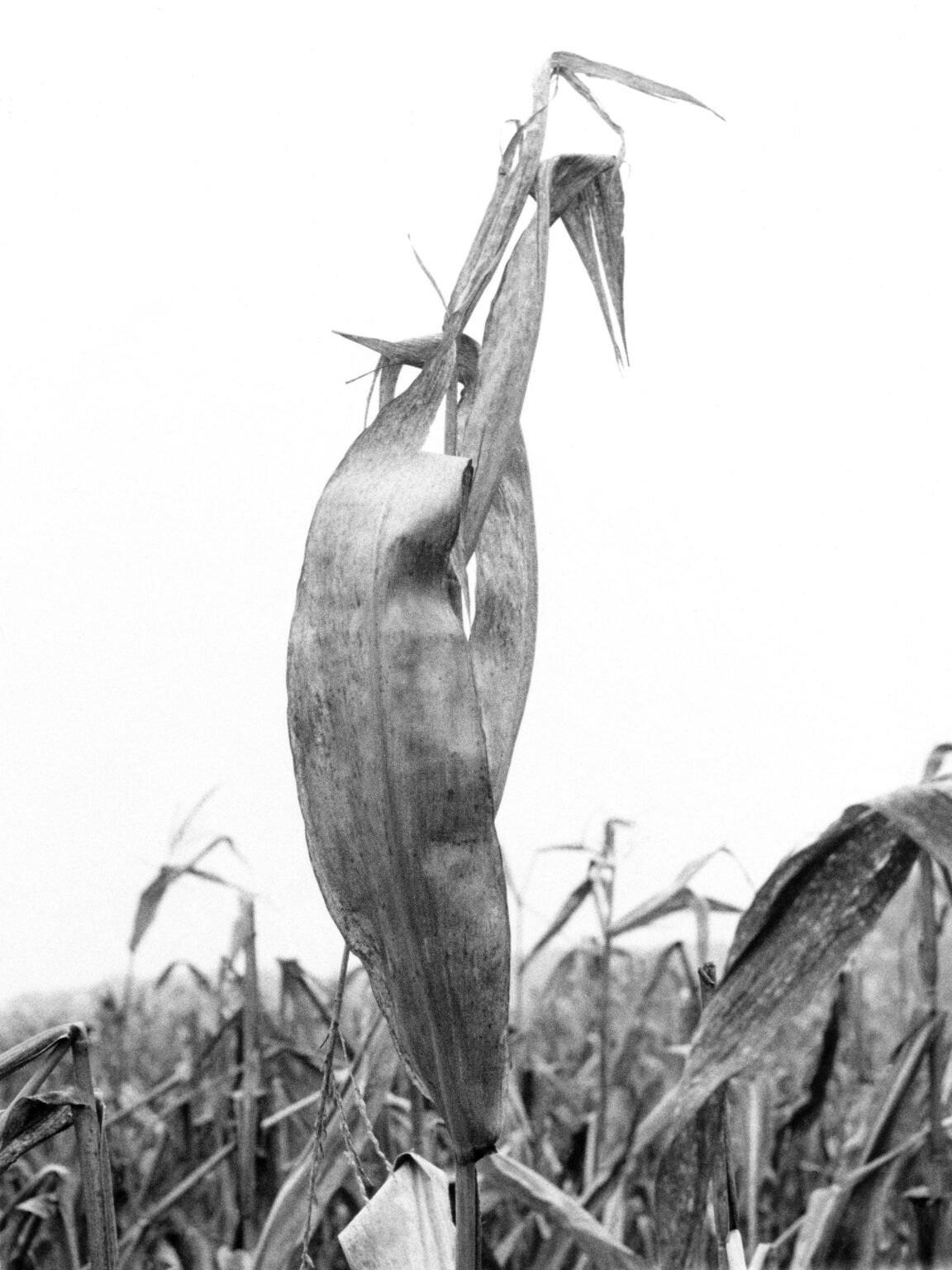 Die Kraniche von Muggerkuhl - Jutta Schw&ouml;bel 
