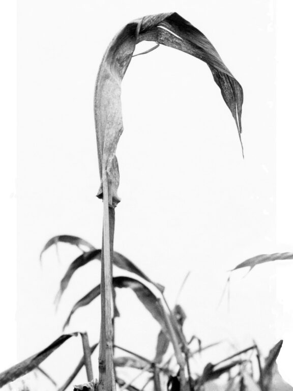 Die Kraniche von Muggerkuhl - Jutta Schwöbel 