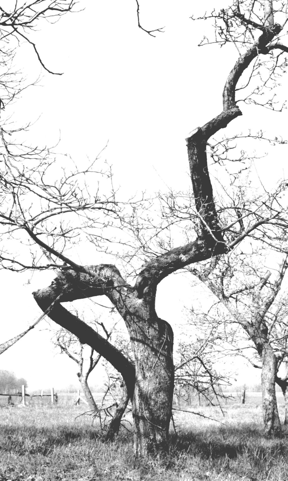 Madame - Jutta Schw&ouml;bel 