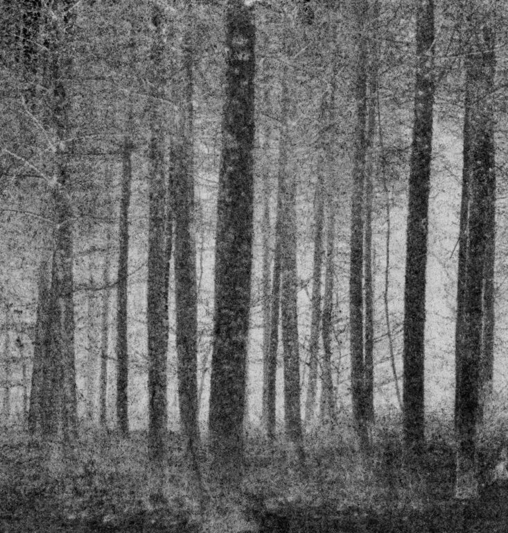 Birkenwald - Jutta Schwöbel 