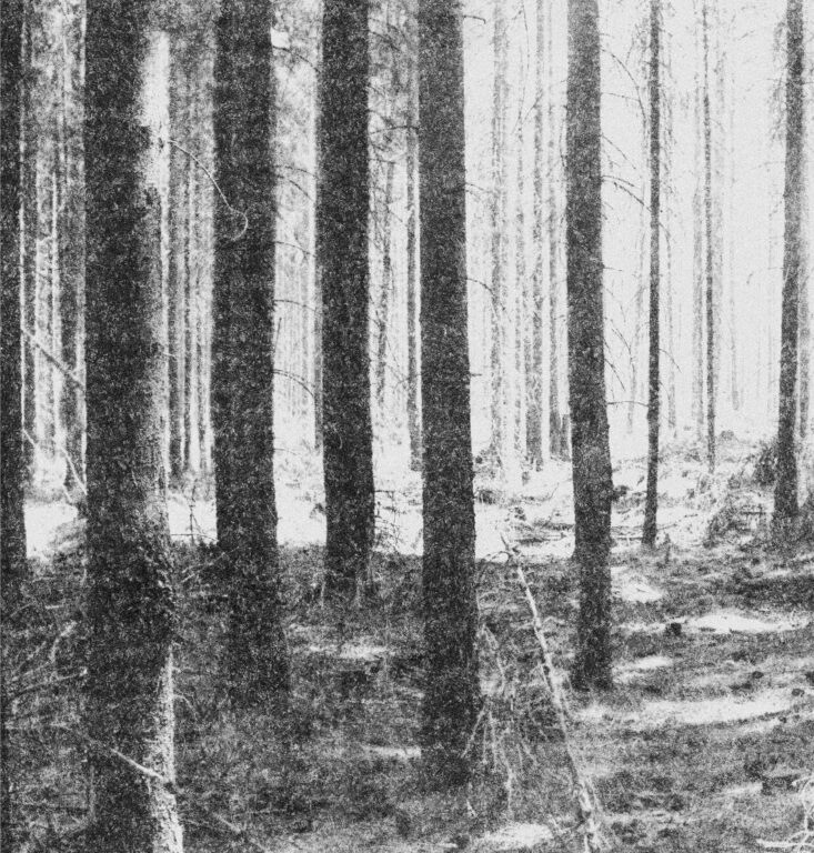 Wald - Jutta Schwöbel 