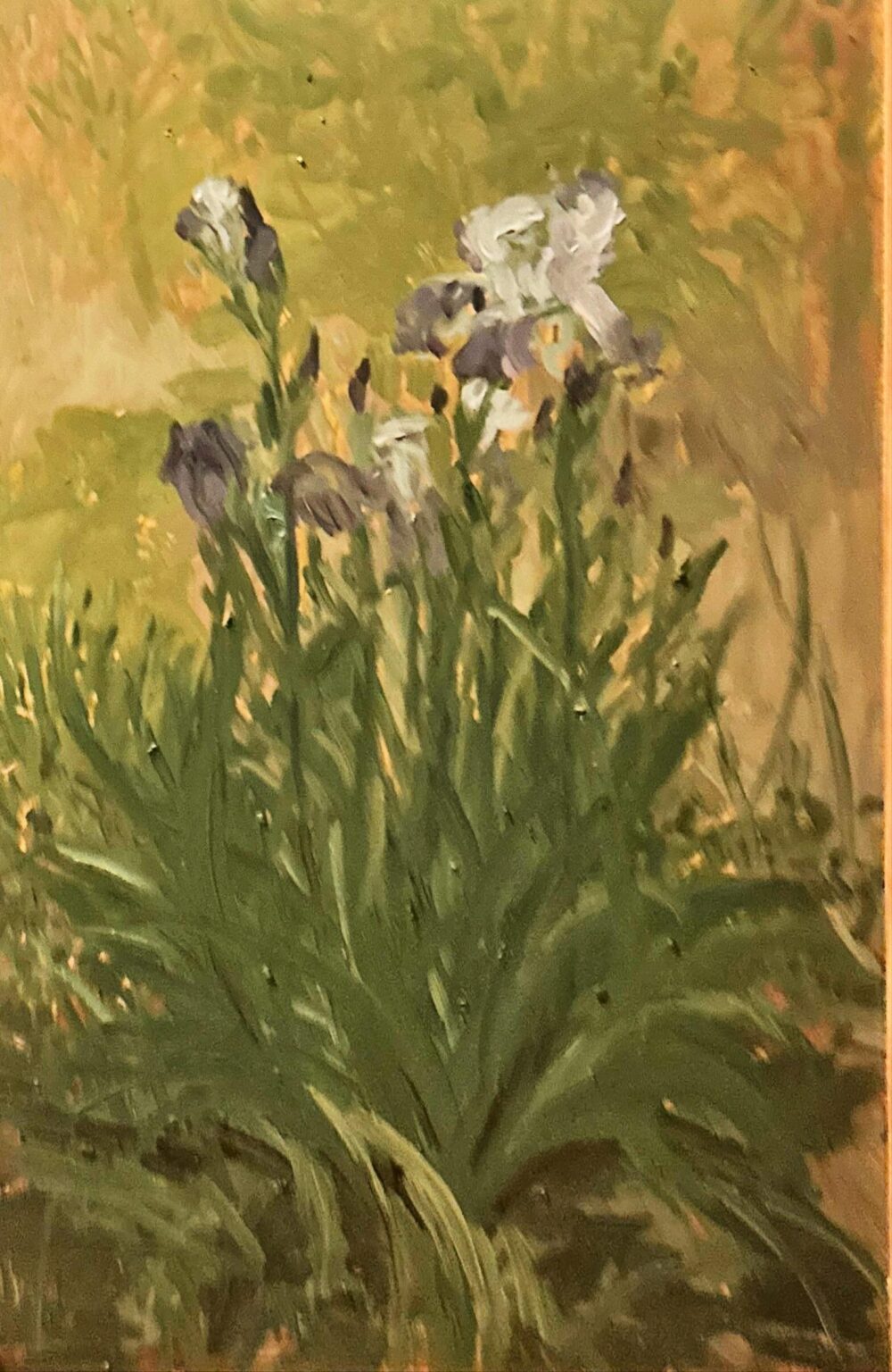 Iris - Hans-Hubertus Gaebel 