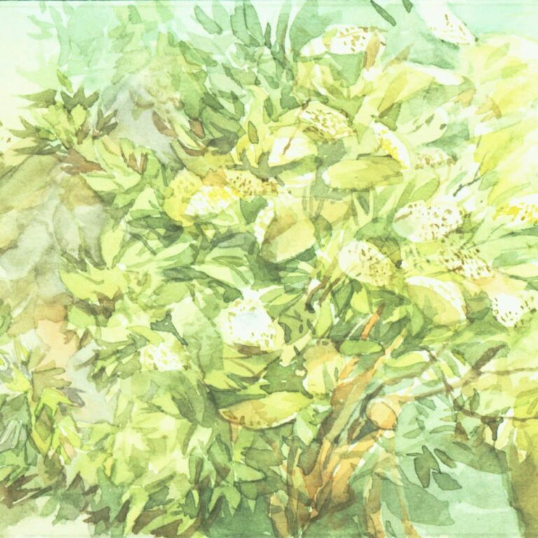 (Meckl) Holunder - Helga Kaffke 