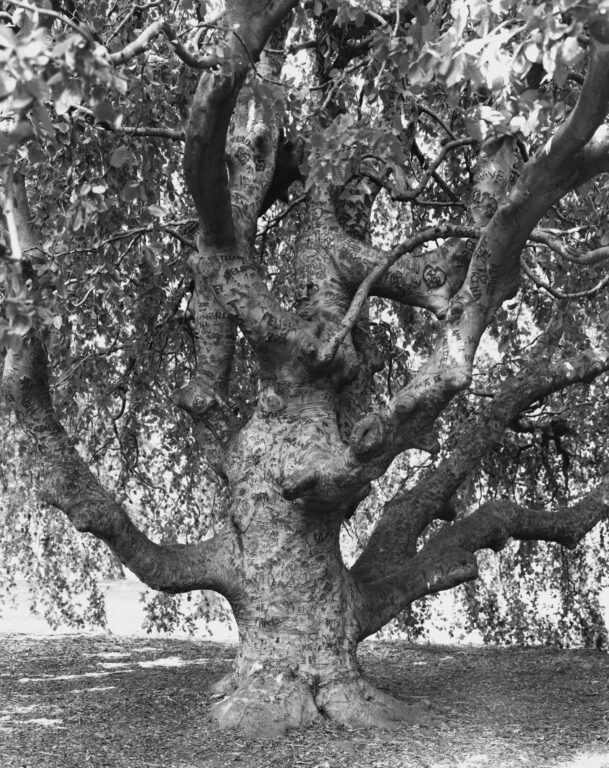 Weeping Beech, Brooklyn Botanic Garden - Mitch Epstein 
