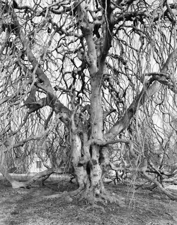 Weeping Beech, Woodlawn Cemetery, Bronx - Mitch Epstein 