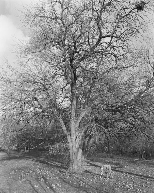 Osage Orange Tree, Crocheron Park, Queens II - Mitch Epstein 
