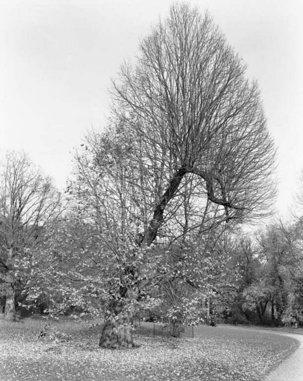 Silver Linden, Prospect Park, Brooklyn - Mitch Epstein 