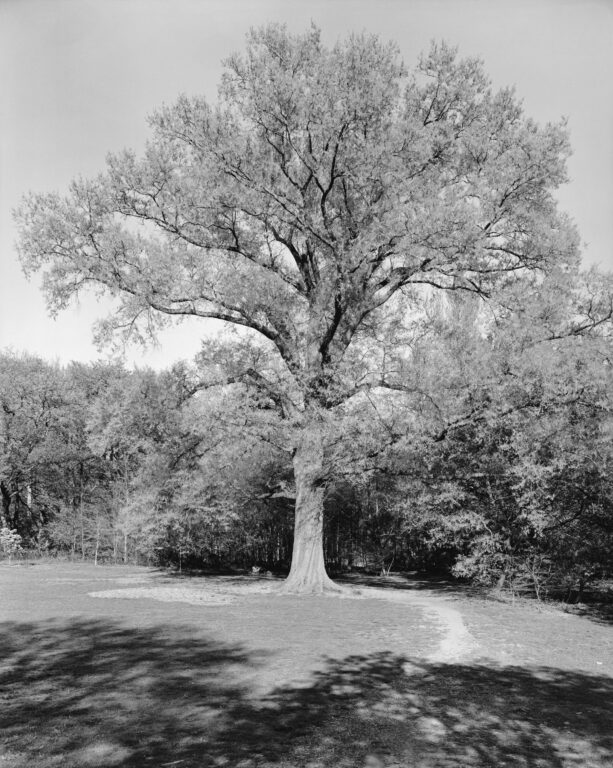 White Oak, Prospect Park - Mitch Epstein 