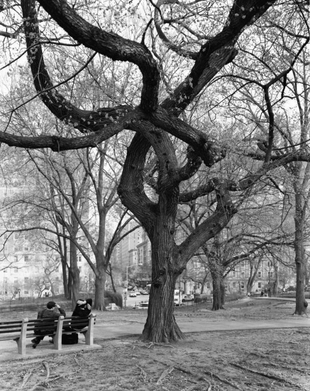 American Elm, Central Park, New York - Mitch Epstein 