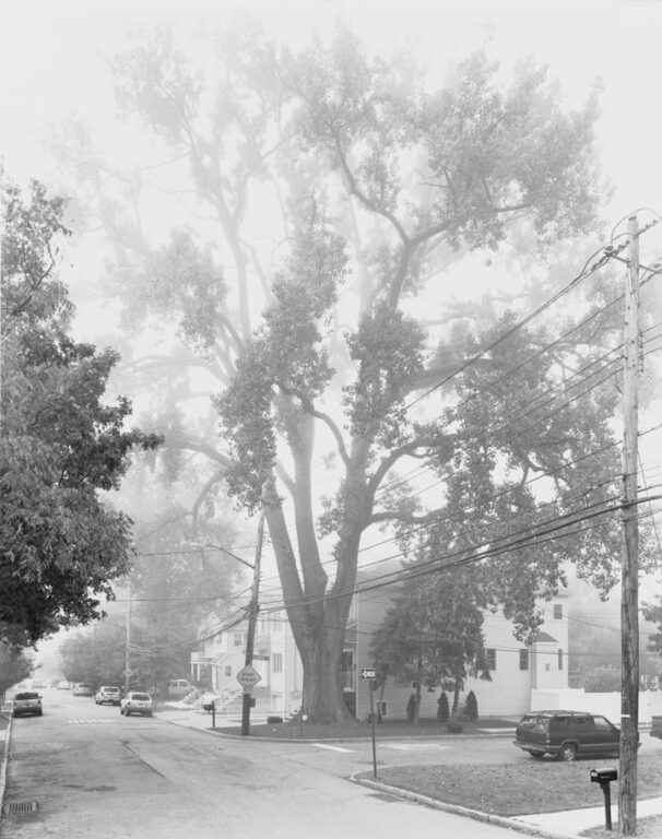Eastern Cottonwood Tree, Staten Island II - Mitch Epstein 