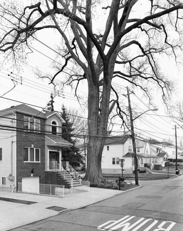 Eastern Cottonwood, Sprague Avenue, Staten Island - Mitch Epstein 