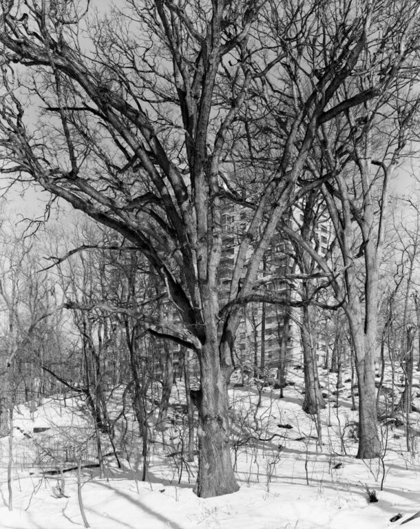 White Oak, Raoul Wallenberg Forest, Bronx - Mitch Epstein 