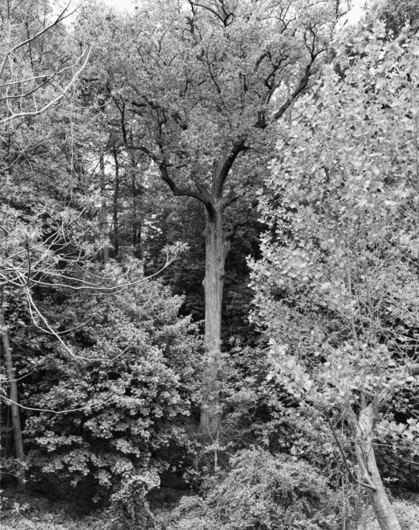 Tulip Tree, Alley Pond Park, Queens - Mitch Epstein 