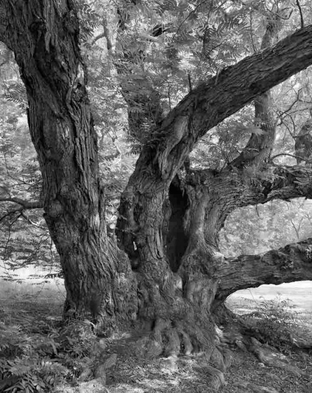 Caucasian Wingnut, Brooklyn Botanic Garden III - Mitch Epstein 
