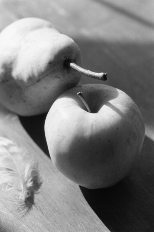 Manzanita - Robert Adams 