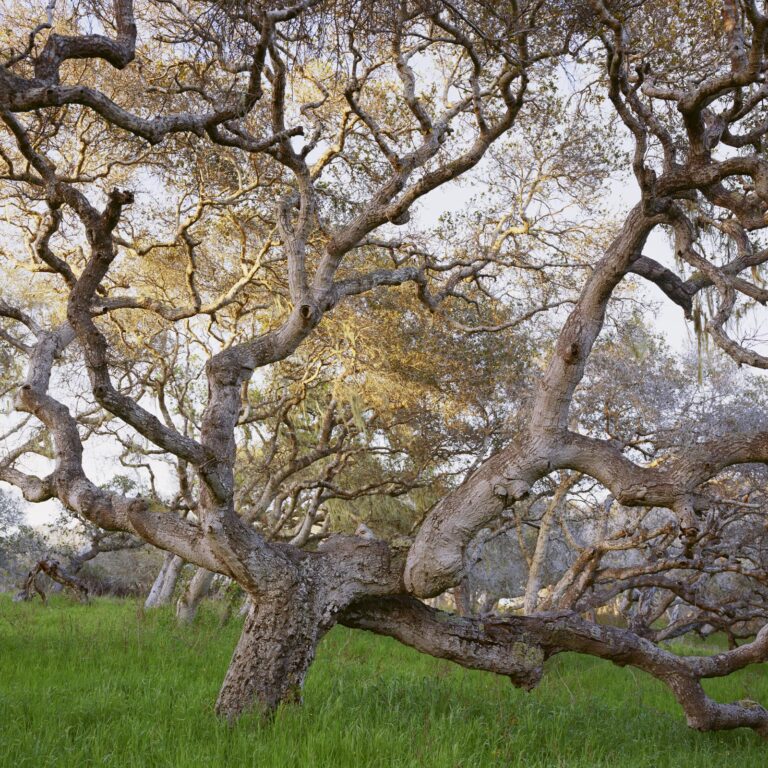 American Arbor - Mitch Epstein 