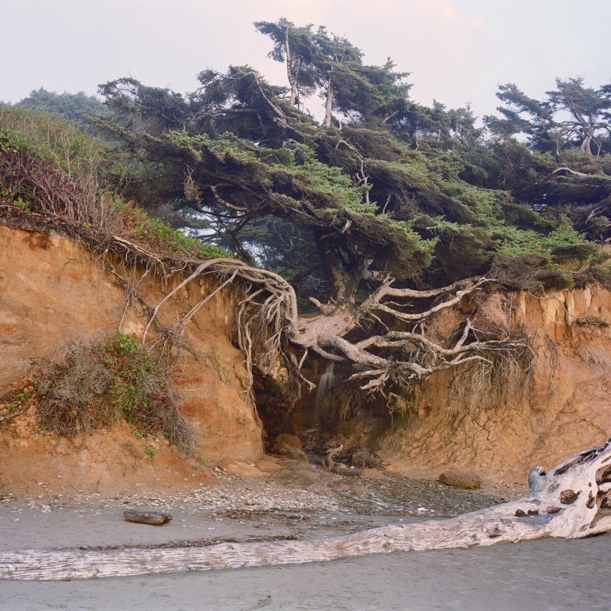 Mitch Epstein: Tree of Life 