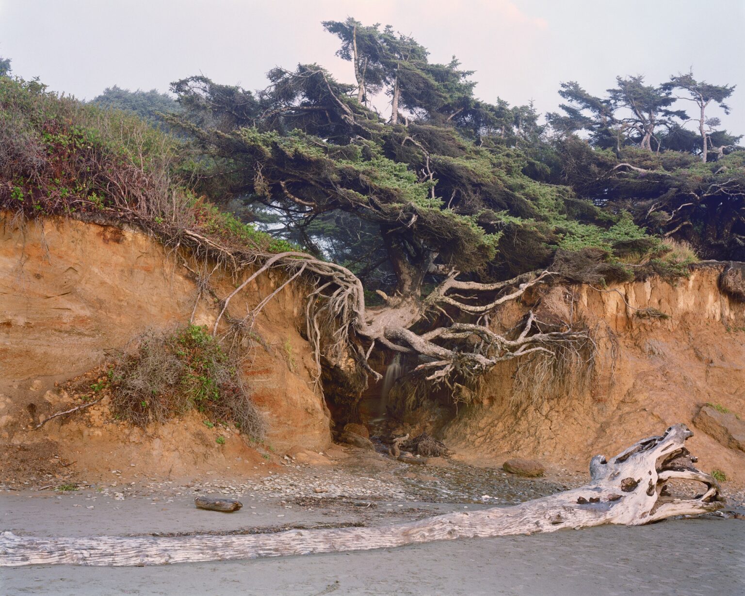 Mitch Epstein: Tree of Life 