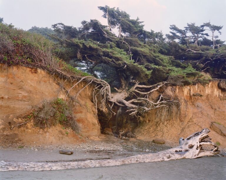 Mitch Epstein: Tree of Life 