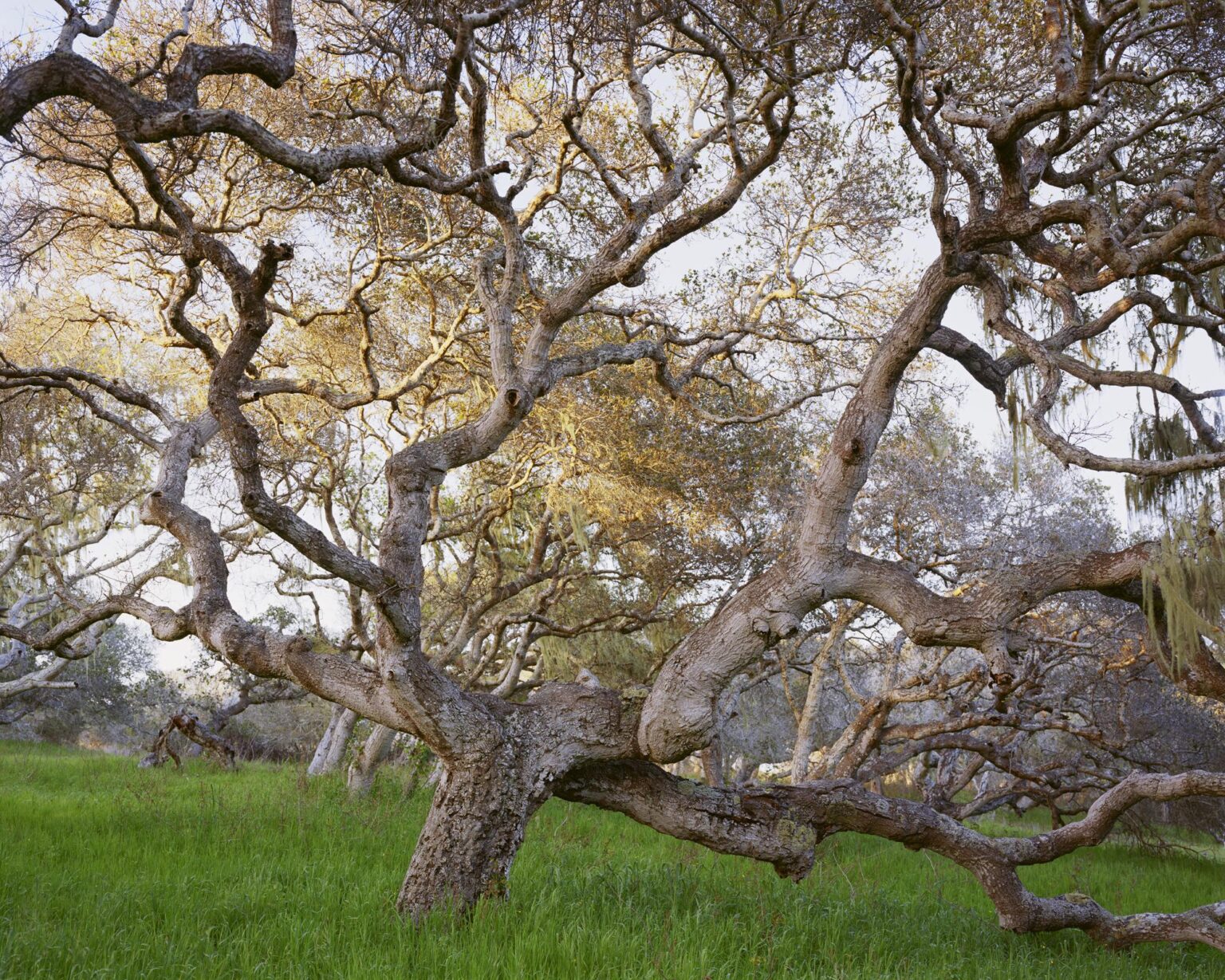 Coastal Live Oak, Fort Ord National Monument, California - Mitch Epstein 