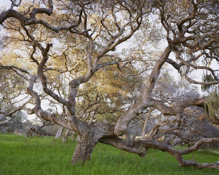 Coastal Live Oak, Fort Ord National Monument, California - Mitch Epstein 