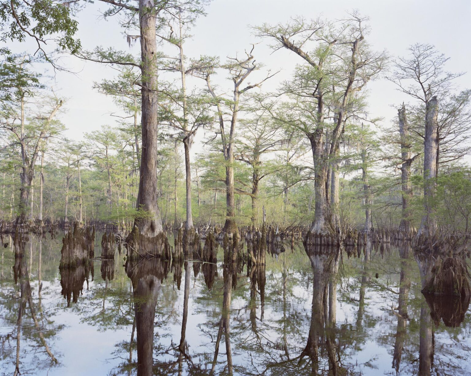 Bald Cypress, Black River, Cape Fear, North Carolina - Mitch Epstein 