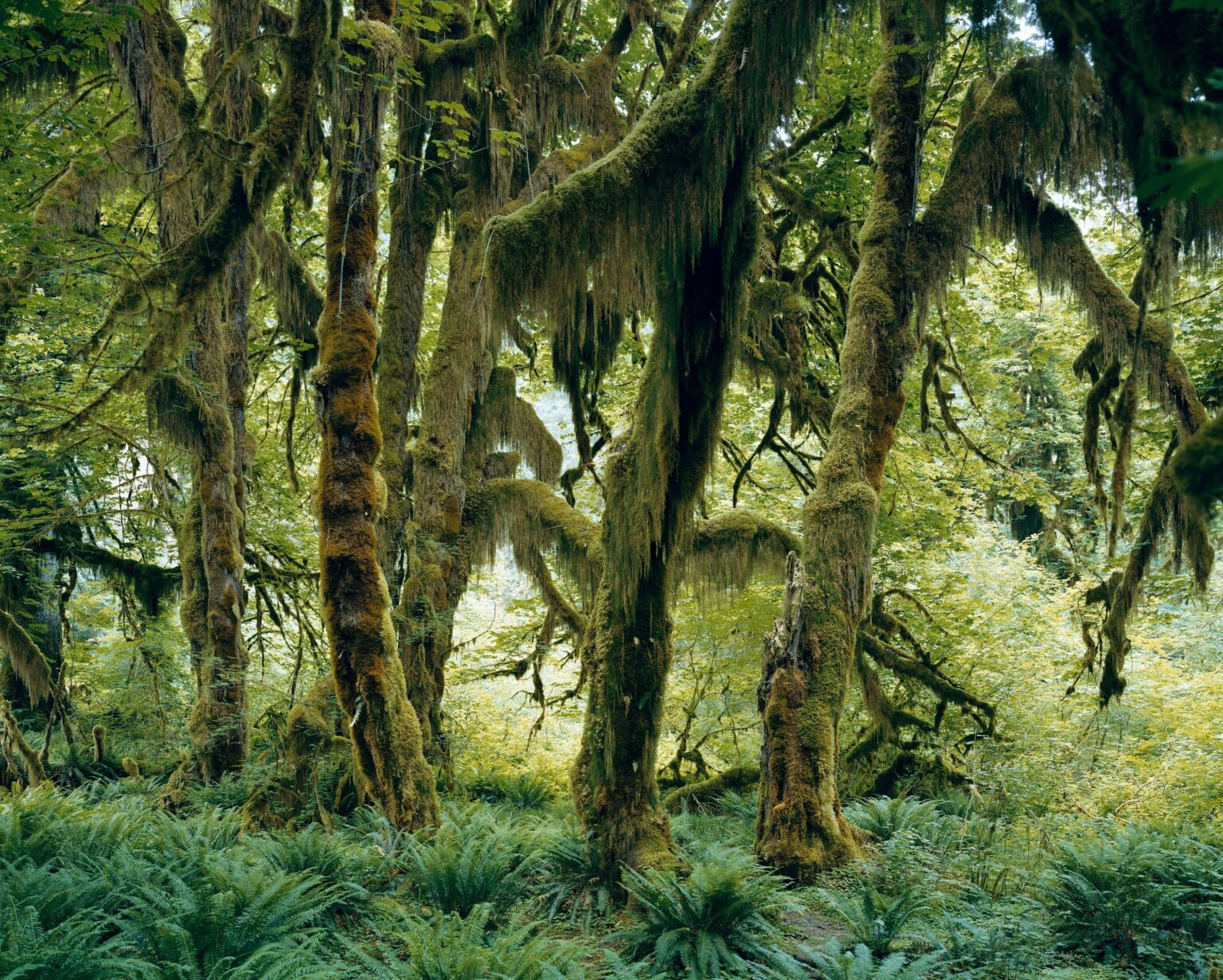Hoh Rain Forest, Olympic National Park, Washington II - Mitch Epstein 