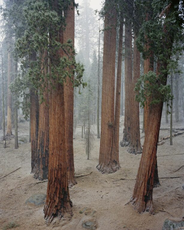 Sequoia National Park, California - Mitch Epstein 