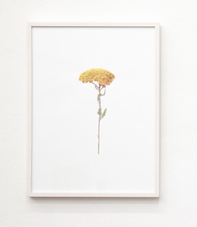 Blume - ALFREDO BARSUGLIA 