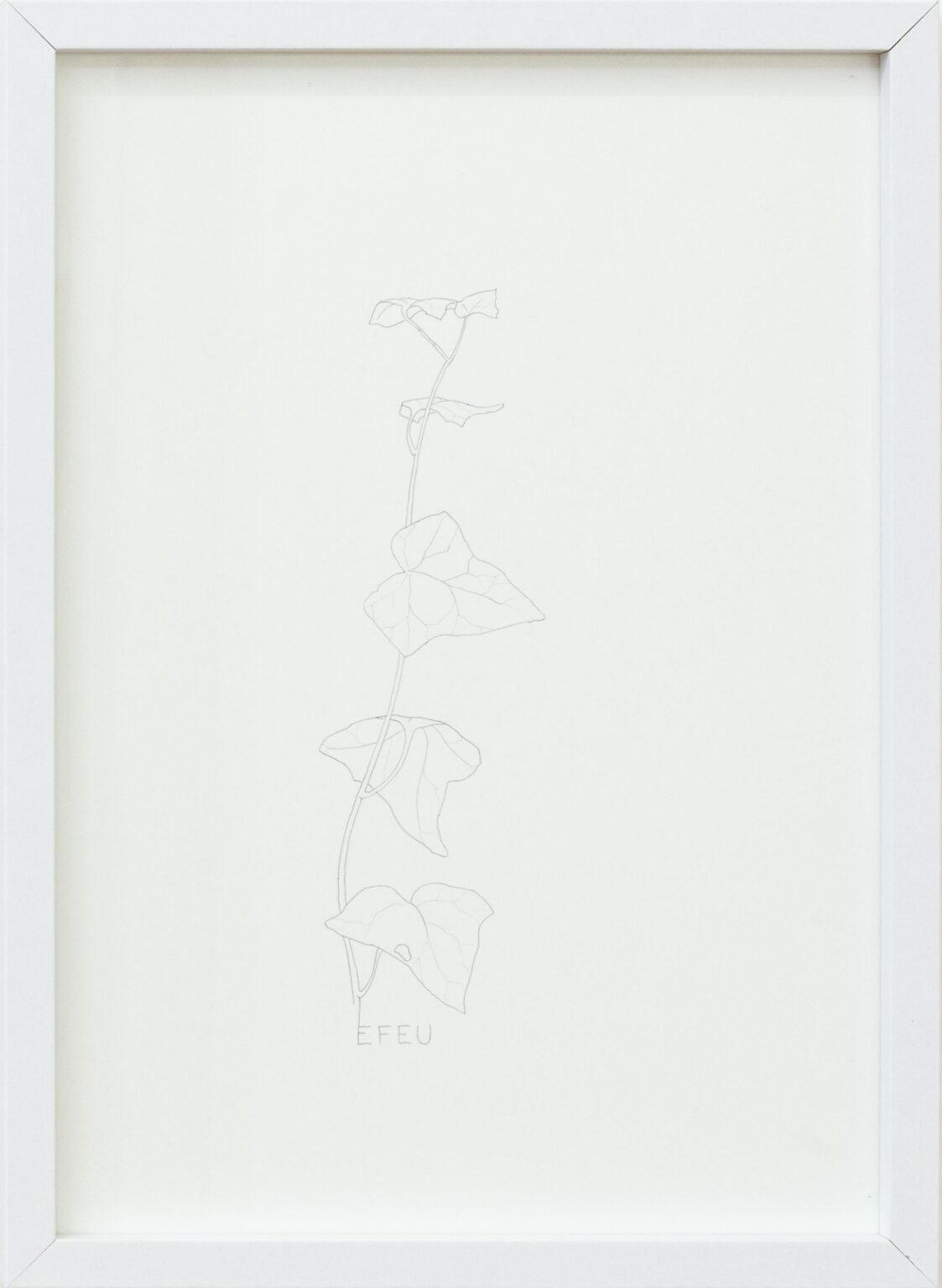 EFEU - ALFREDO BARSUGLIA 