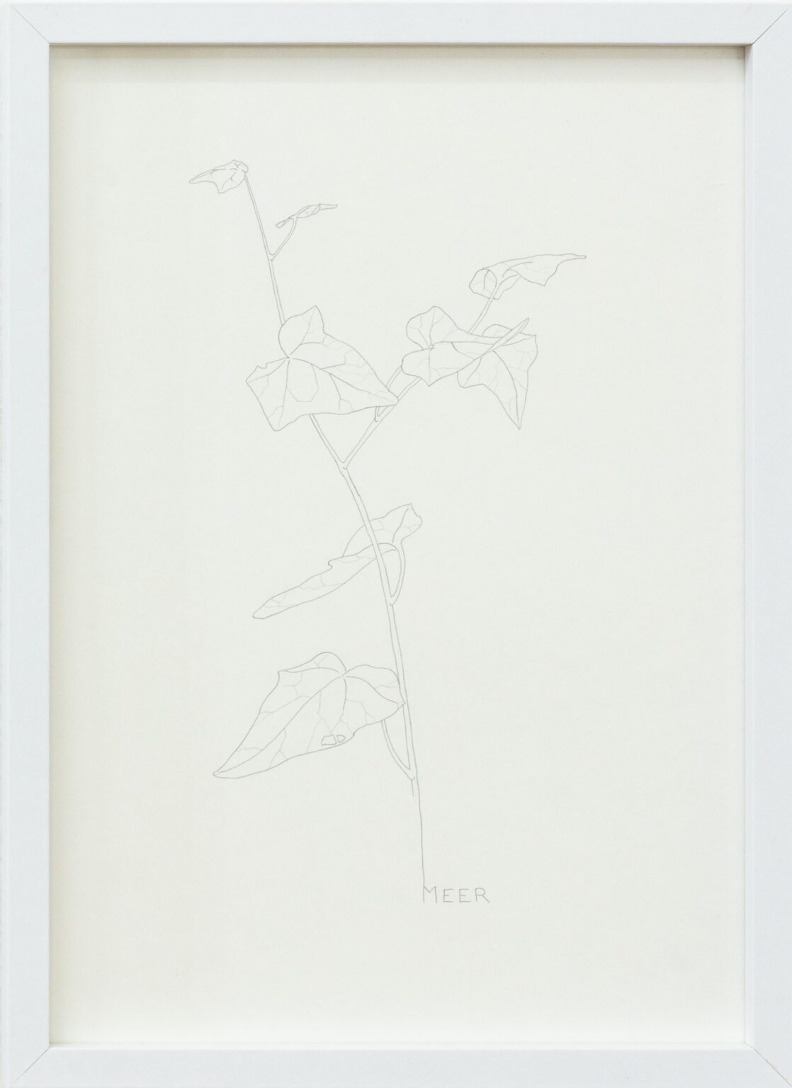 MEER - ALFREDO BARSUGLIA 