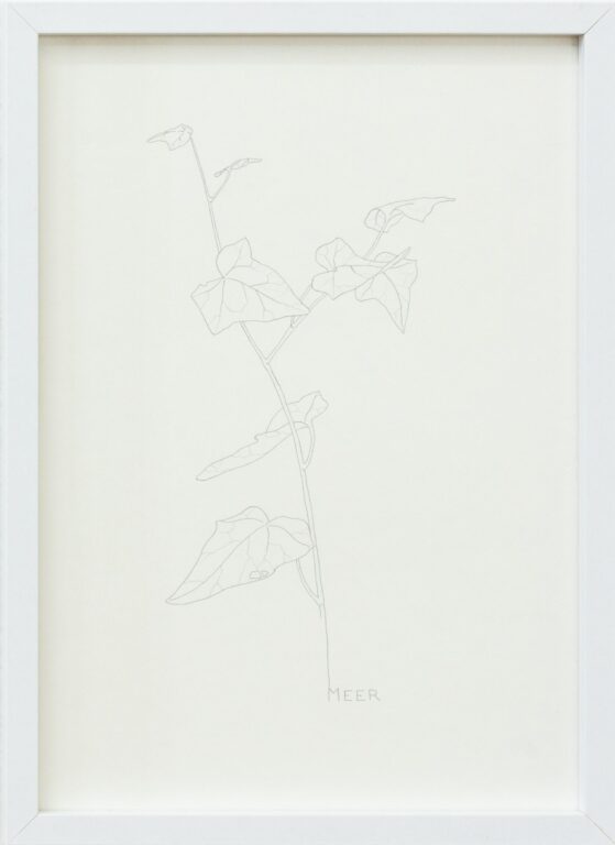 MEER - ALFREDO BARSUGLIA 