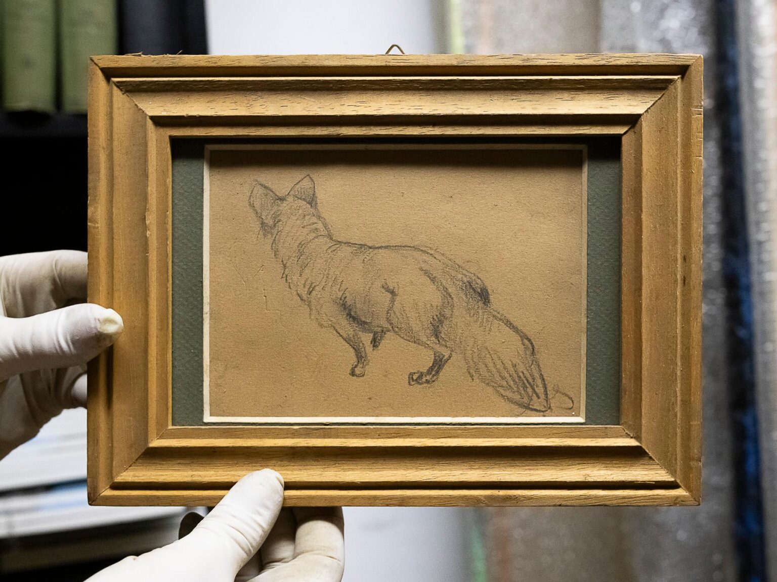 Fuchs - unbekannt 