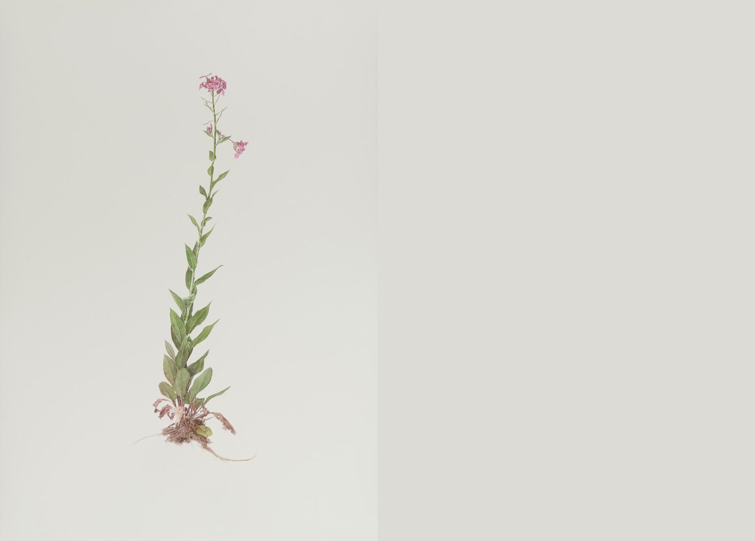 Wiesenblume - ALFREDO BARSUGLIA 