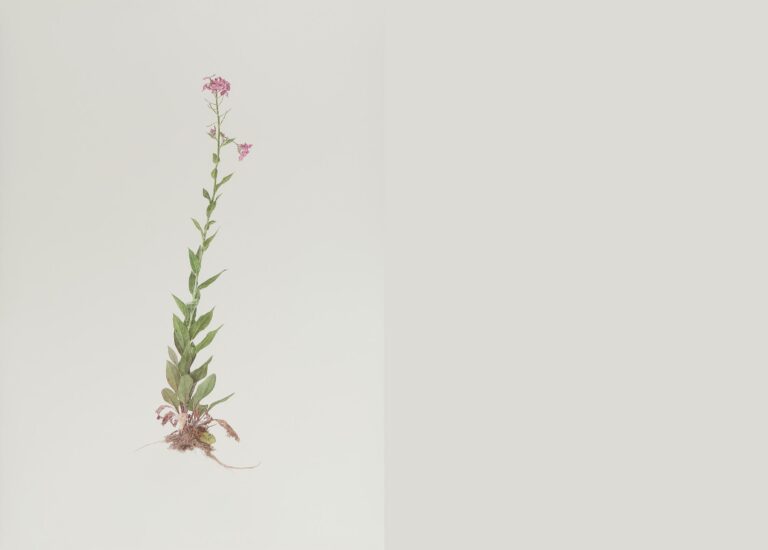 Wiesenblume - ALFREDO BARSUGLIA 
