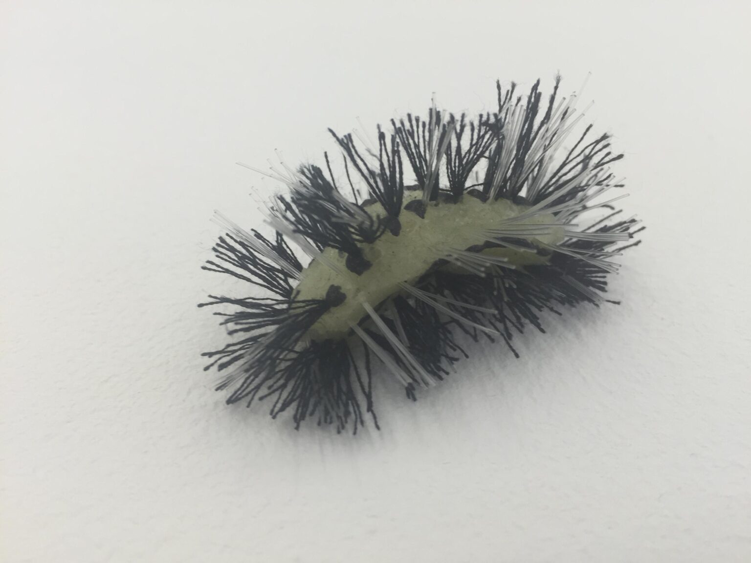 One Caterpillar - JEANNE SILVERTHORNE 