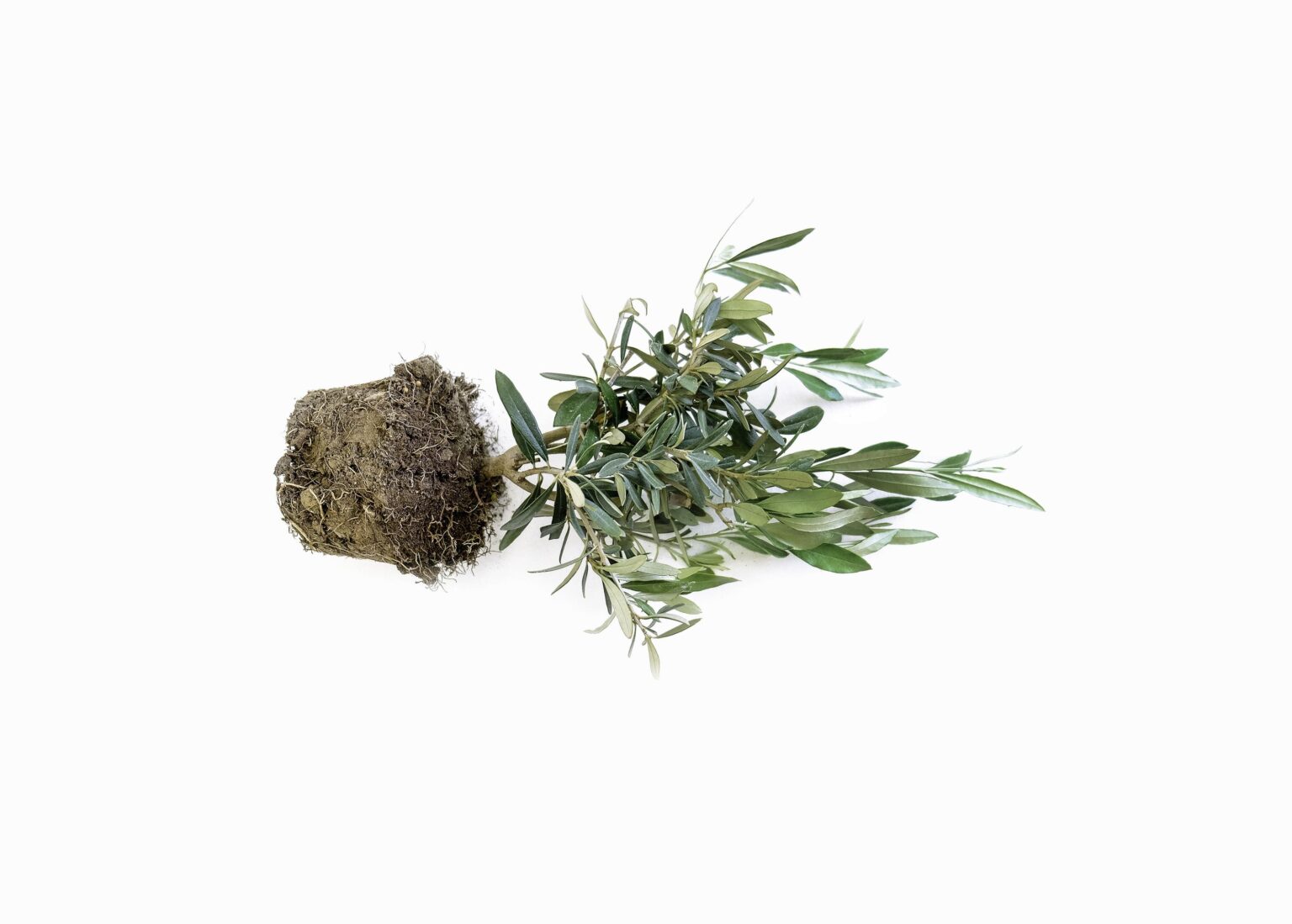 Olive - RESANITA 