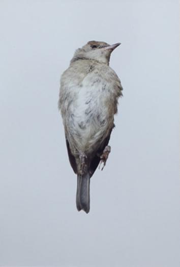 ohne Titel - ALFREDO BARSUGLIA 