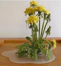 Frozen Dandelions - JEANNE SILVERTHORNE 